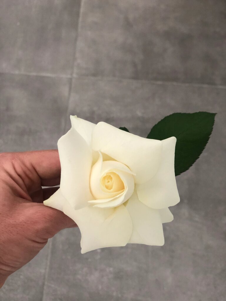 La rose Reflex : ma tendance florale préférée à Montpellier