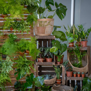 Un mur végétal pour vos évènements d’entreprise à Montpellier