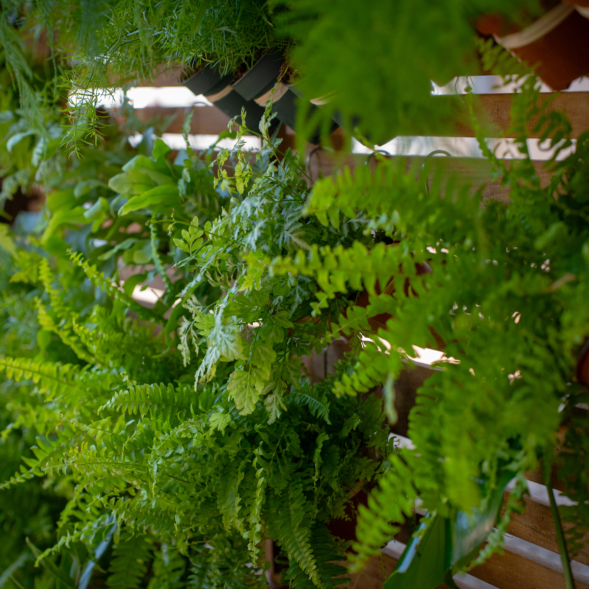 Un mur végétal pour vos évènements d’entreprise à Montpellier