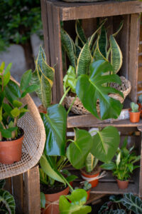 Un mur végétal pour vos évènements d’entreprise à Montpellier