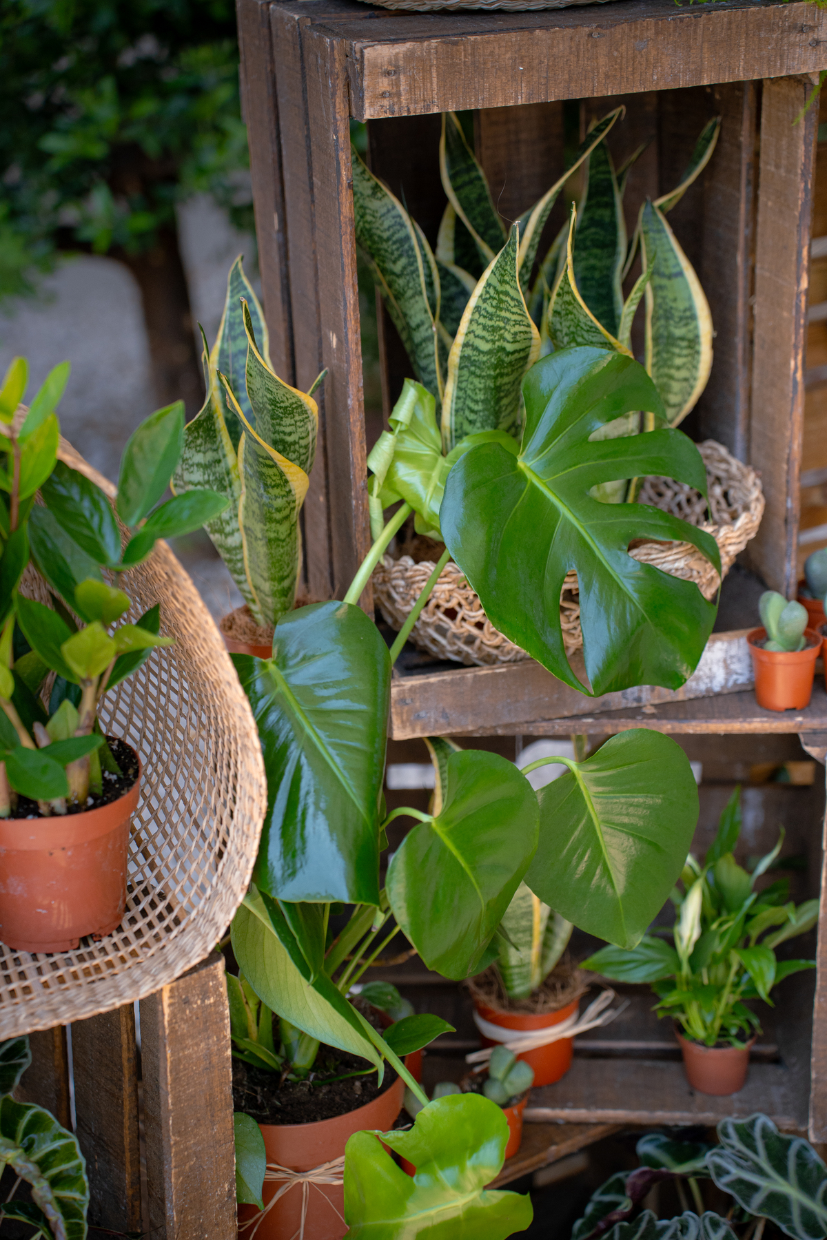 Un mur végétal pour vos évènements d’entreprise à Montpellier