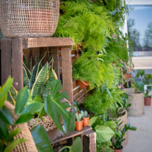 Un mur végétal pour vos évènements d’entreprise à Montpellier