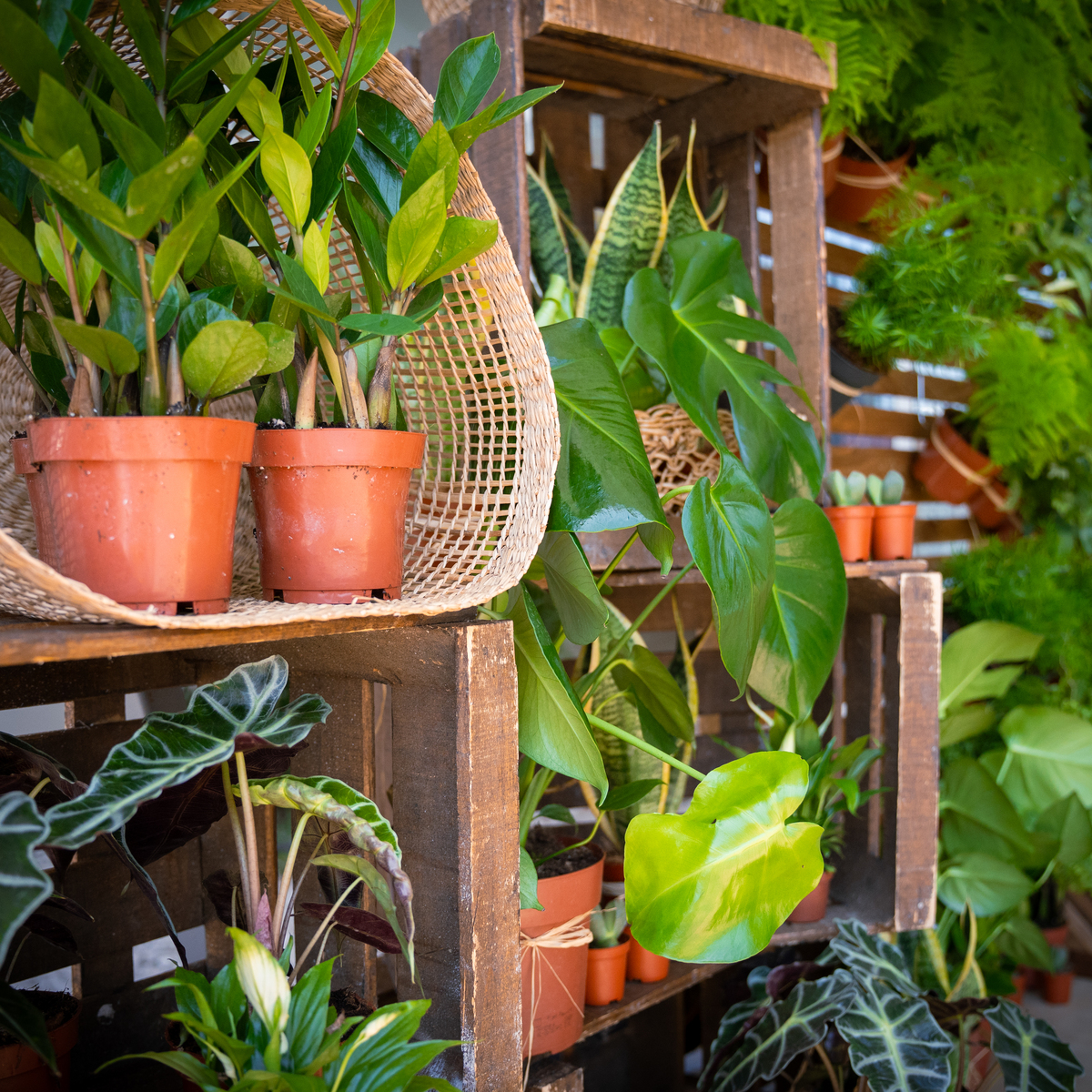 Un mur végétal pour vos évènements d'entreprise à Montpellier