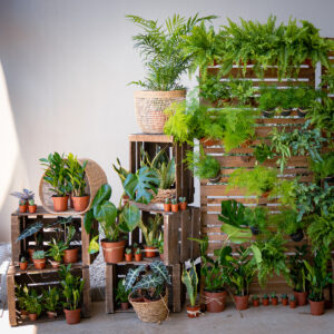 Un mur végétal pour vos évènements d’entreprise à Montpellier