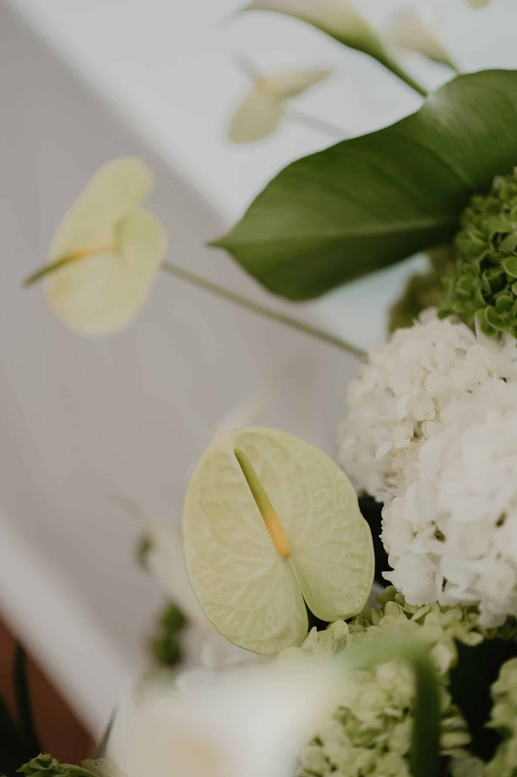 Gros plan élégant sur un Anthurium vert pâle vif, son spadice jaune au centre, entouré de bouquets d'Hydrangea blanc et vert.