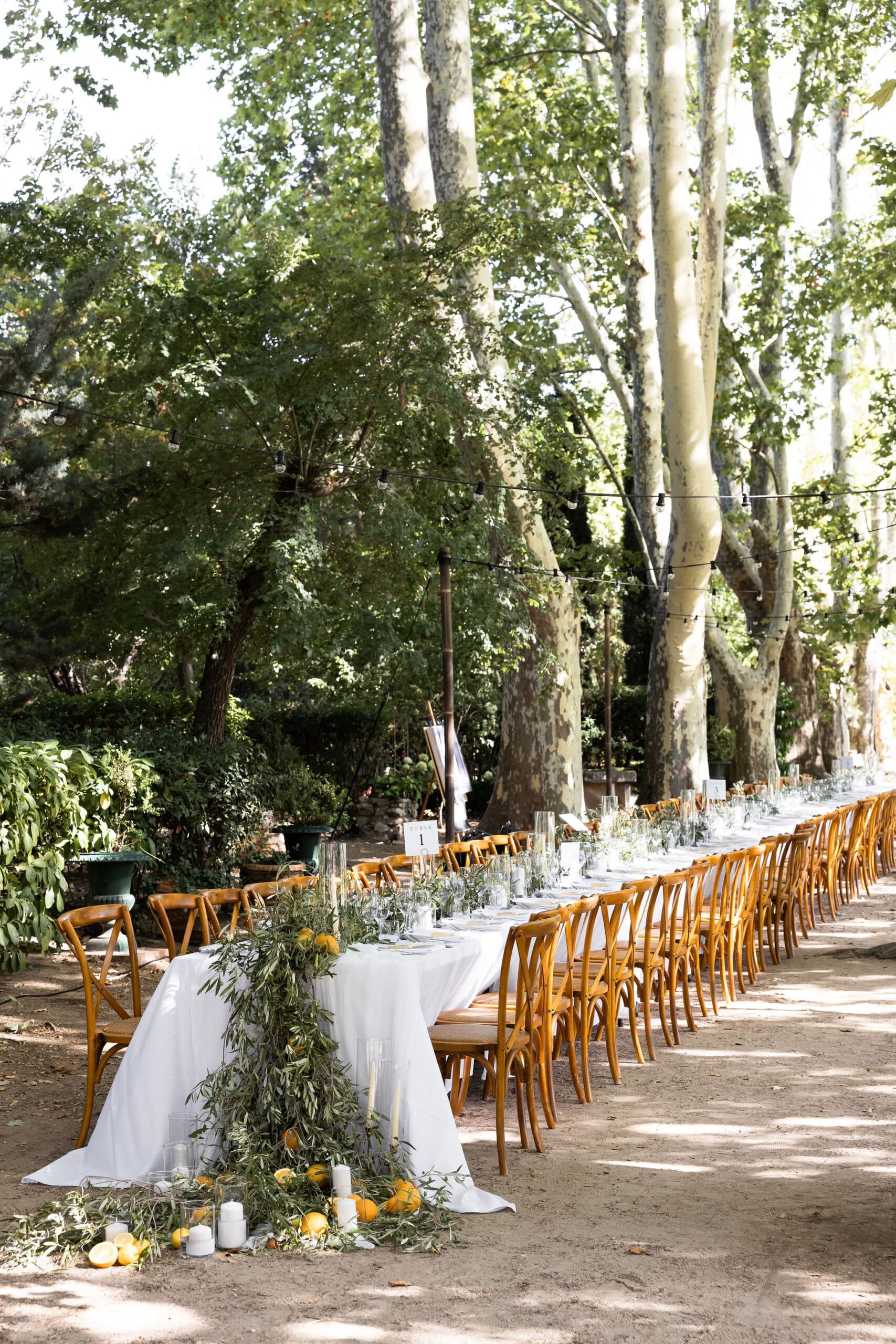 Longue table de réception de mariage dressée sous une allée d'arbres. Décor extérieur rustique chic avec chaises en bois, feuillage d'olivier et citrons.